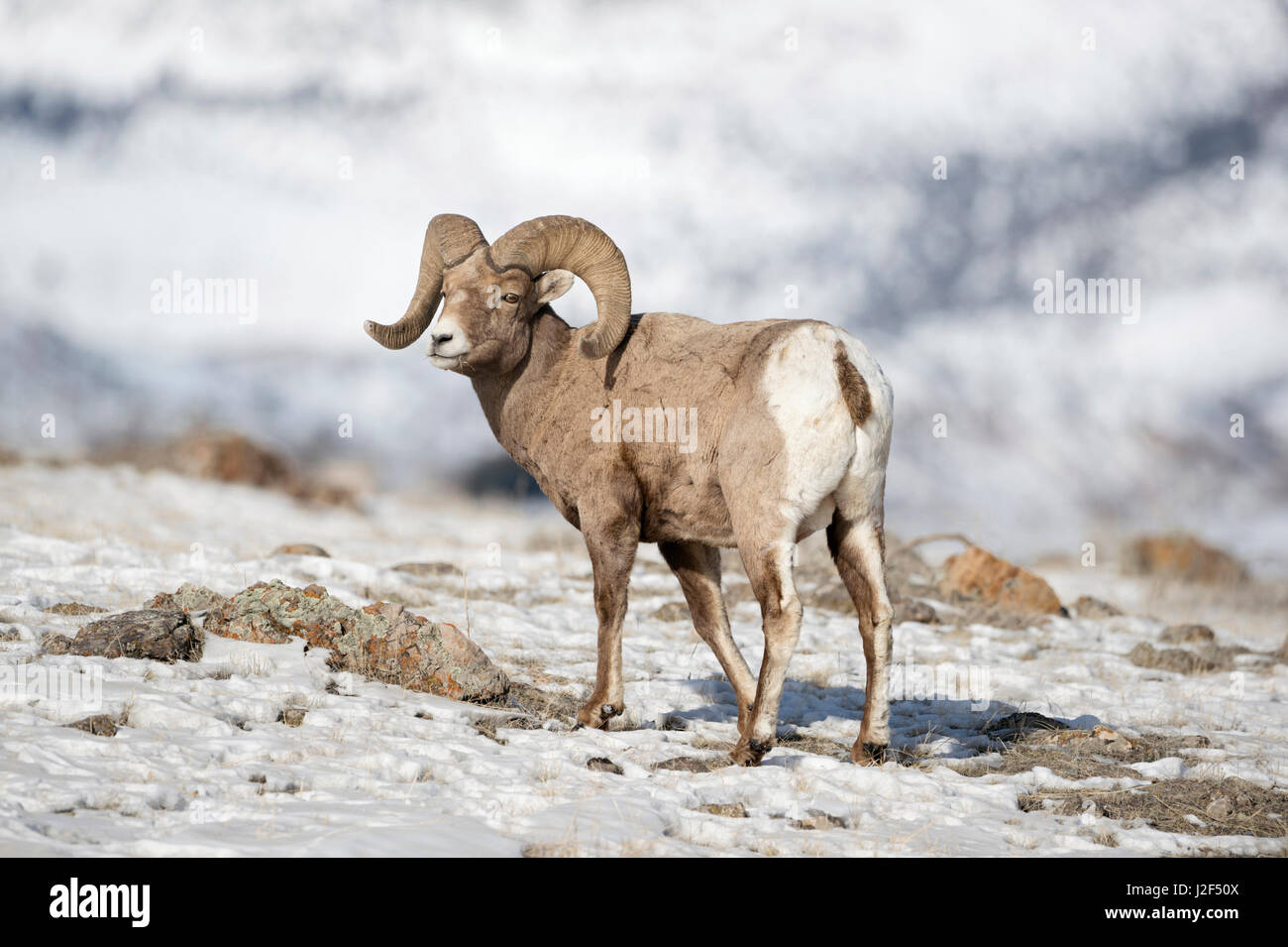 Rocky Mountain Bighorn / Dickhornschaf ( Ovis canadensis ), maschio adulto, ram nella neve, in inverno, il Parco Nazionale di Yellowstone, STATI UNITI D'AMERICA. Foto Stock