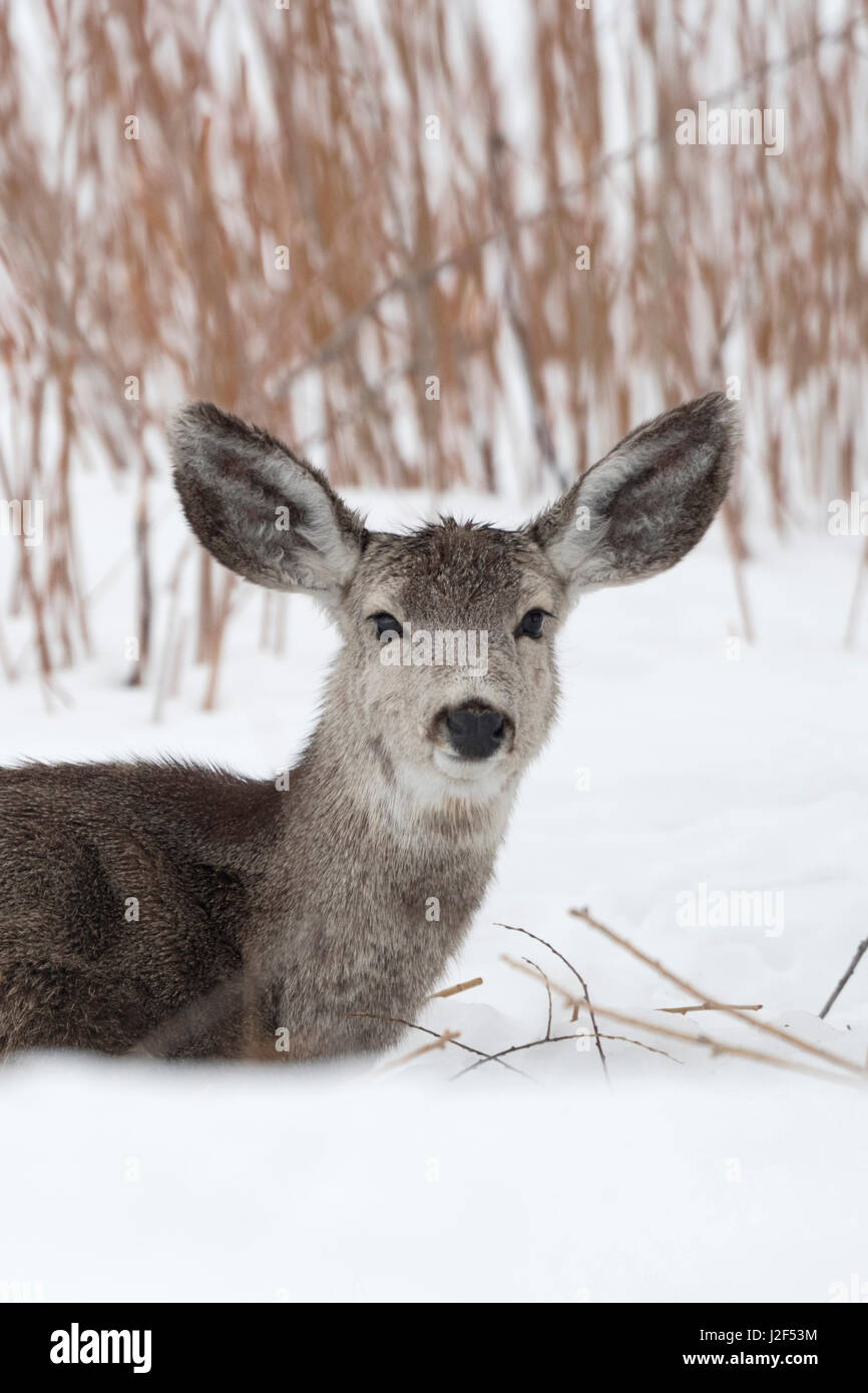 Mule Deer / Maultierhirsch ( Odocoileus hemionus ) in inverno, sdraiato, appoggiata nella neve, ruminating, guardare, Wyoming negli Stati Uniti. Foto Stock