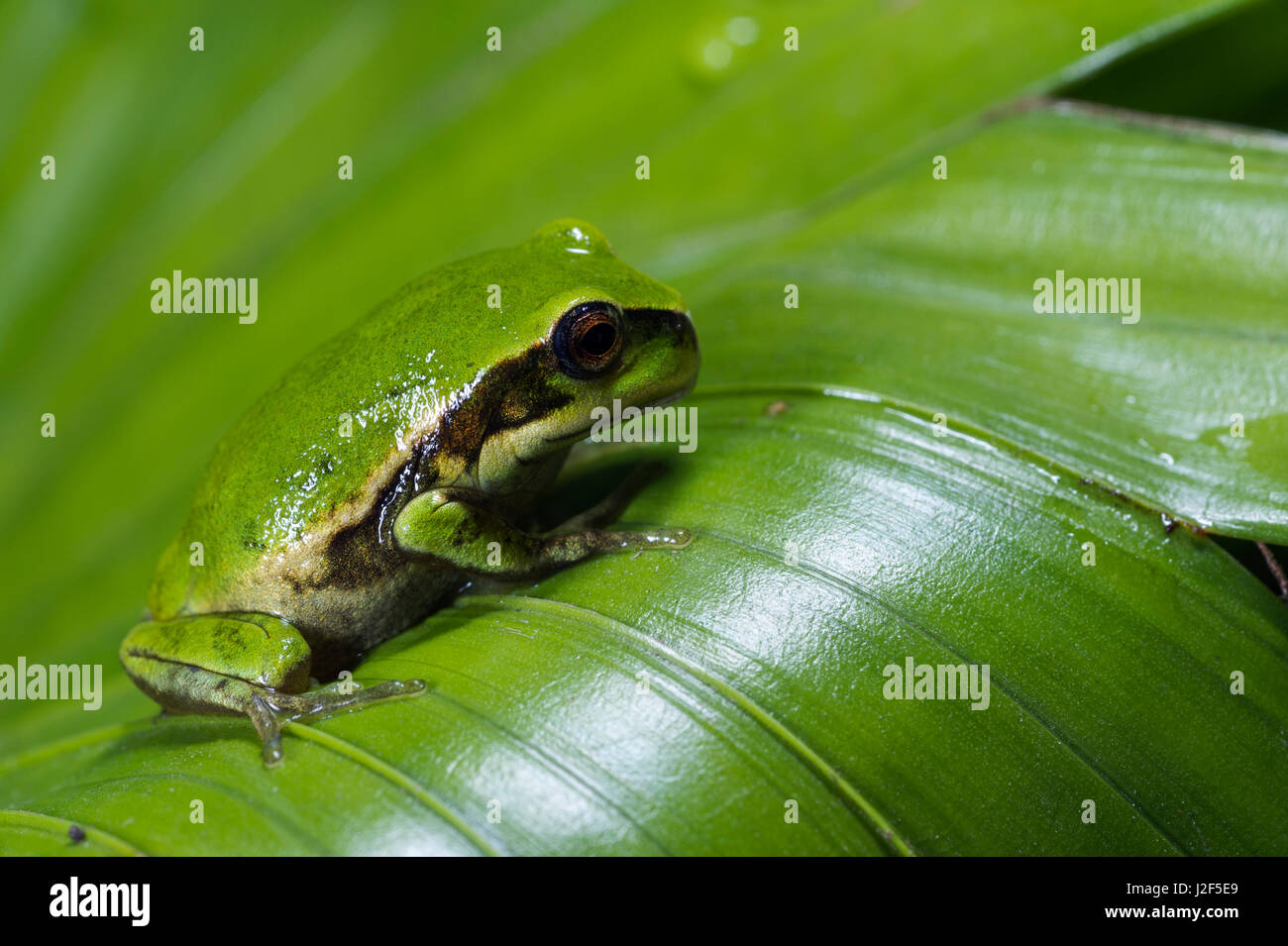 Marsupiale andina raganella (Gastrotheca riobambae) froglet, Captive, Centrale e del nord in Ecuador. Specie minacciate a causa di perdita di habitat. In via di estinzione del declino demografico Foto Stock