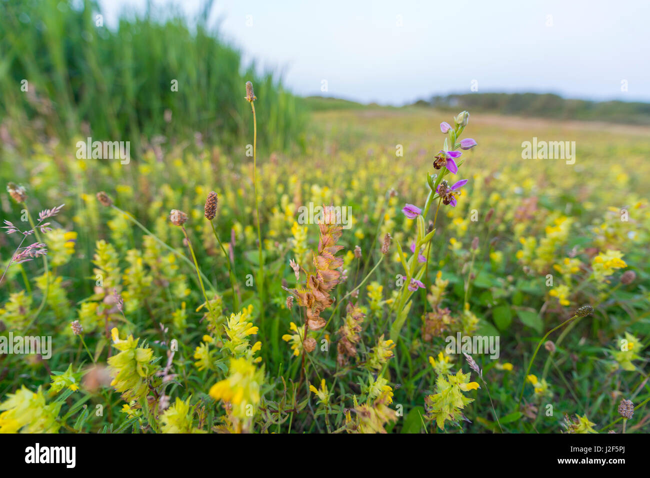 Bee Orchid in wet dune lasco Foto Stock