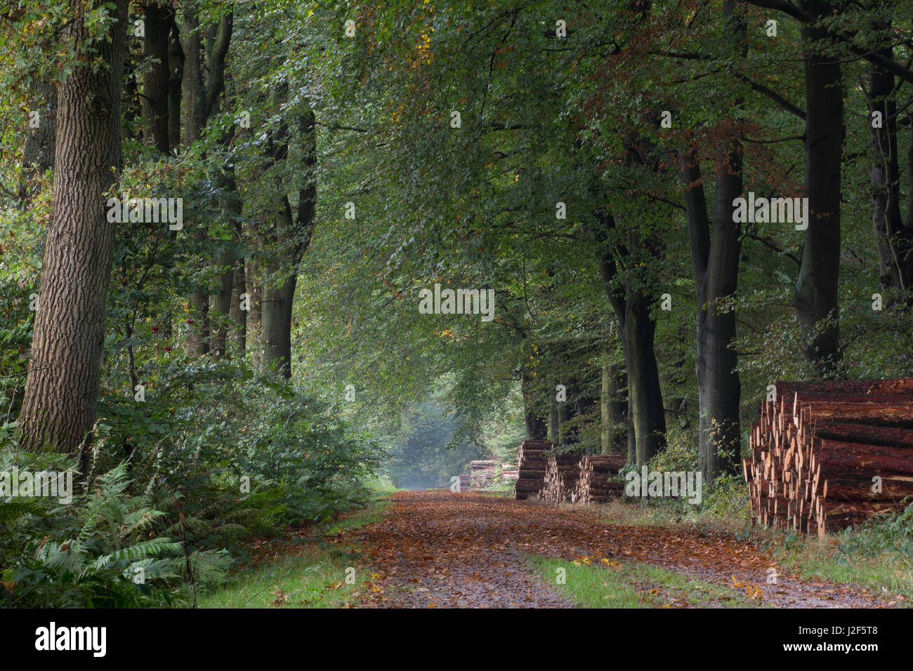 Forest lane con pali di legno Foto Stock