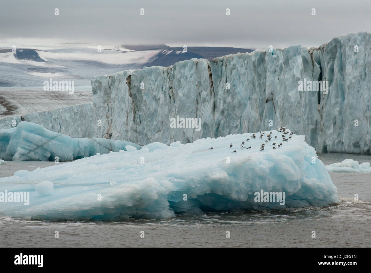 Giovani kittywakes su un iceberg, vicino il Hochstetterbreen a Svalbard. Foto Stock