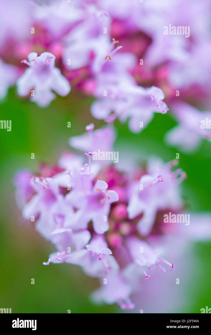 Maggiorana selvatica Foto Stock