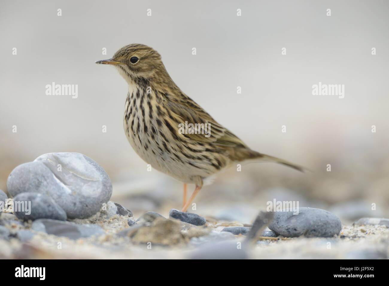 Meadow pipit rovistando sulla spiaggia durante la migrazione di autunno Foto Stock