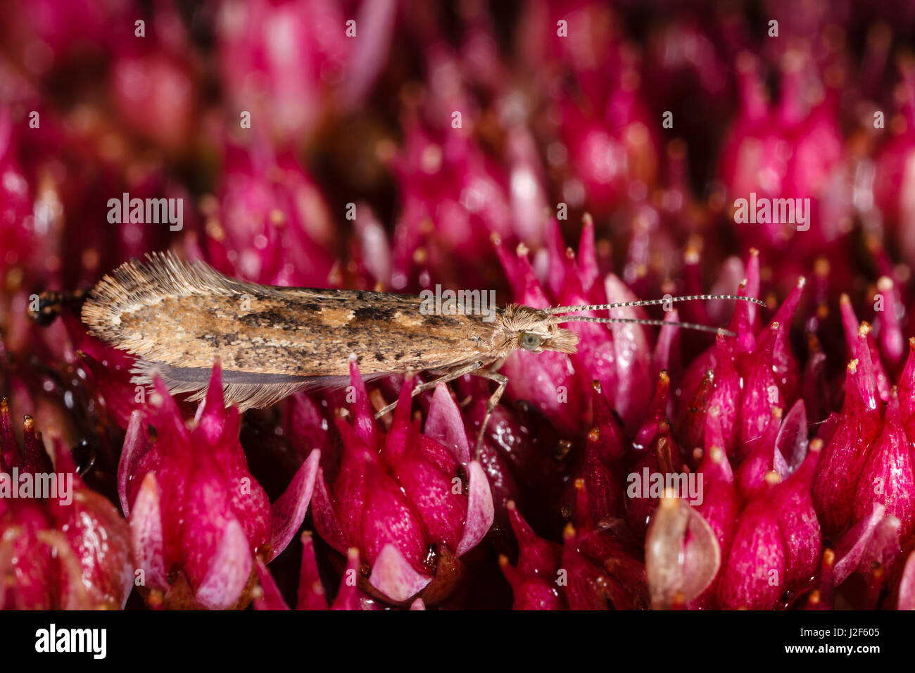 Insolita di colore scuro morph del diamante-back Moth (Plutella xylostella) Foto Stock
