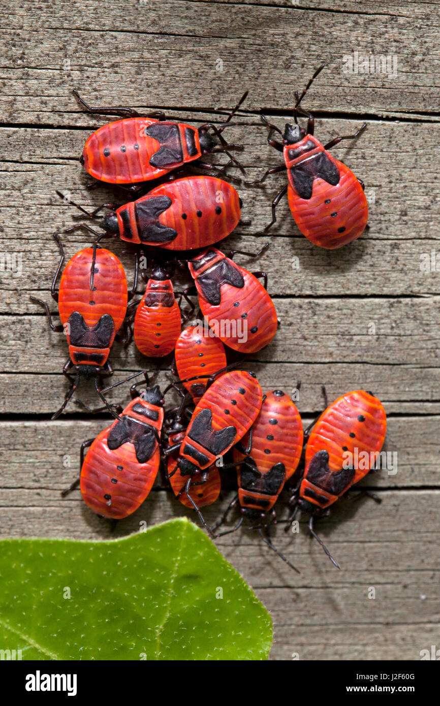 Firebug su legno Foto Stock