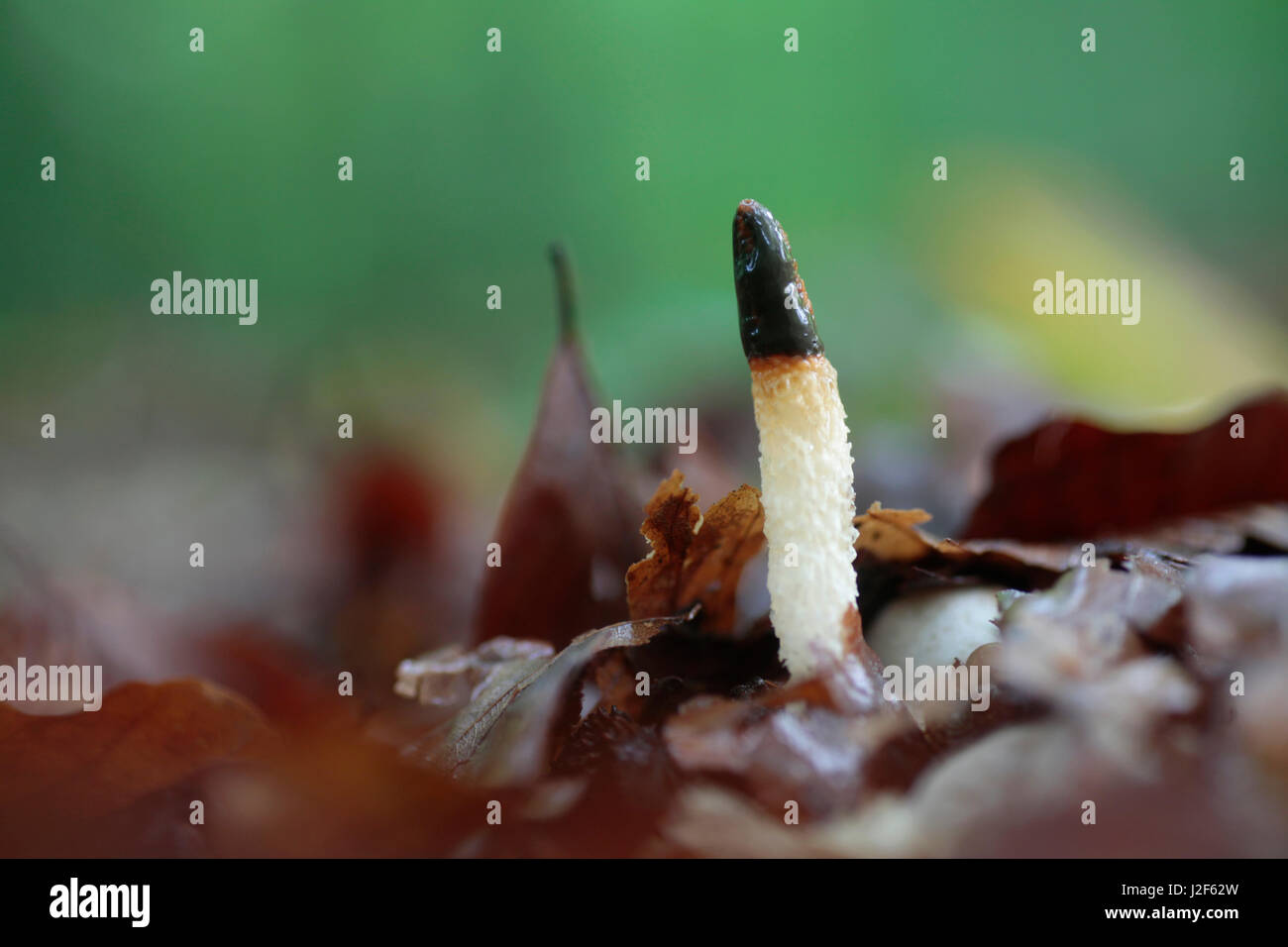 Cane Stinkhorn tra foglie di autunno Foto Stock