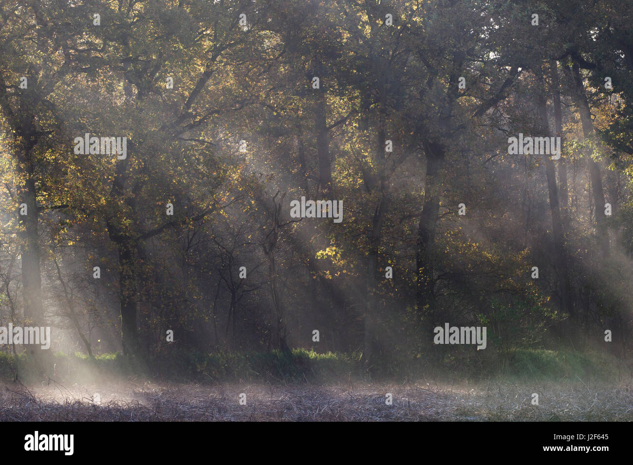 Alberi di luce noto come raggi crepuscolari in un bosco Foto Stock