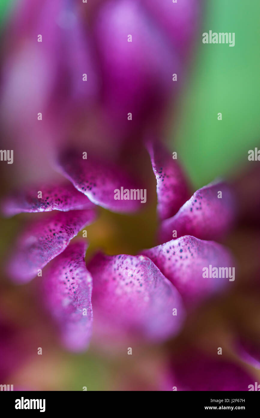 Enzian ungherese Foto Stock