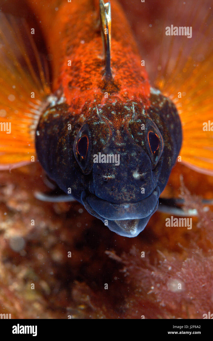 La testa nera bavose vive in acque poco profonde del sud dell'Inghilterra per il mare Mediterraneo. Il maschio è vistosamente colorati. Foto Stock