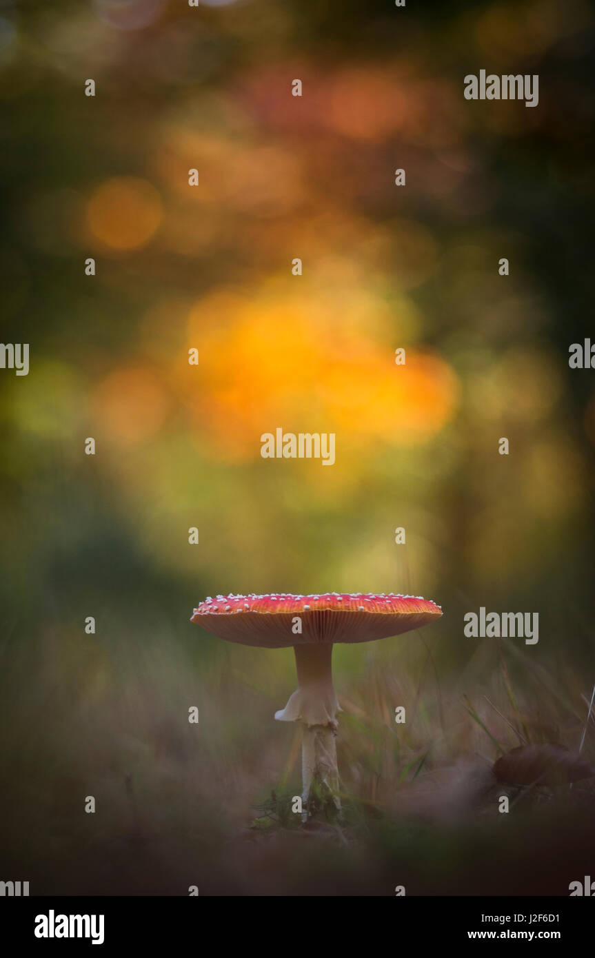 Fly agaric con bella luce. Foto Stock