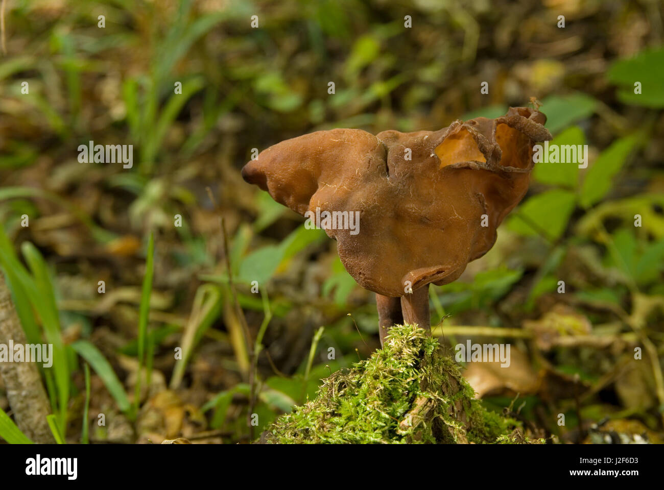 Sella foliatile (Gyromitra infula) cresce nella foresta. Foto Stock
