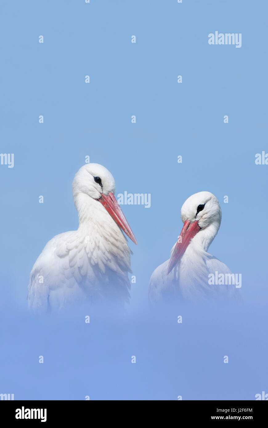 Due cicogne contro un cielo blu Foto Stock