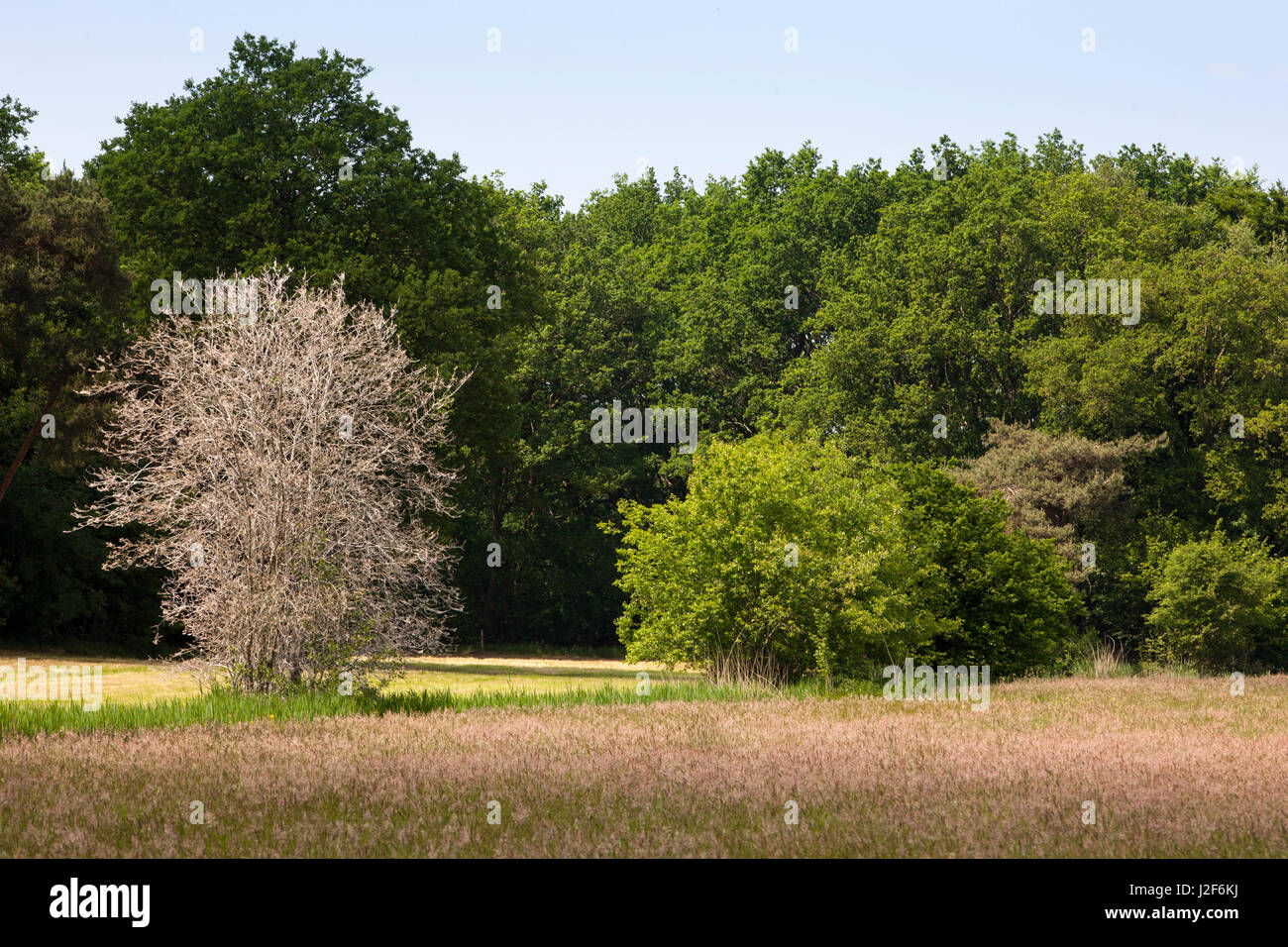 Le boccole sono piene di piccoli ermellino moth Foto Stock