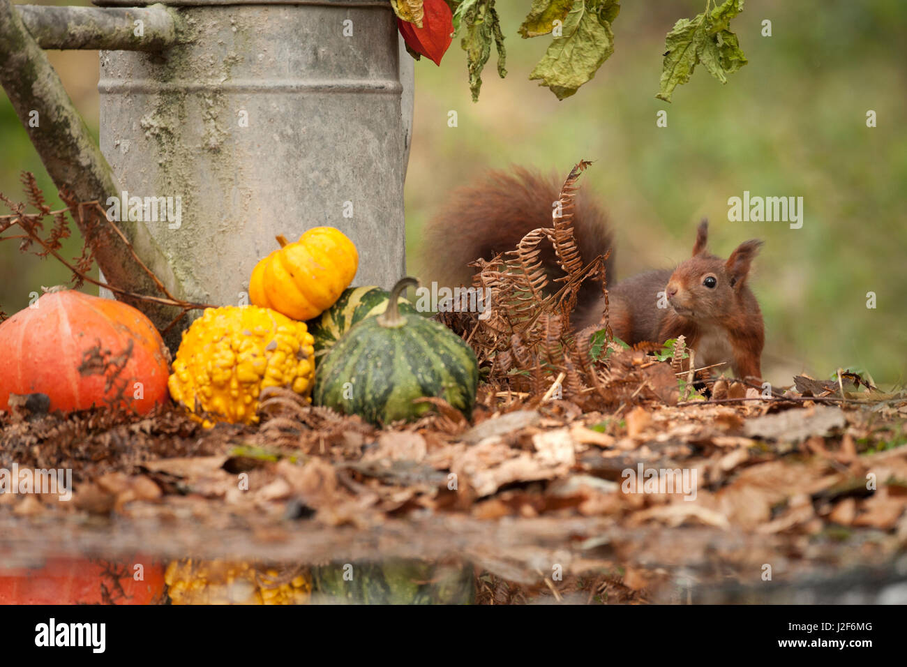 Uno scoiattolo in una impostazione di autunno Foto Stock