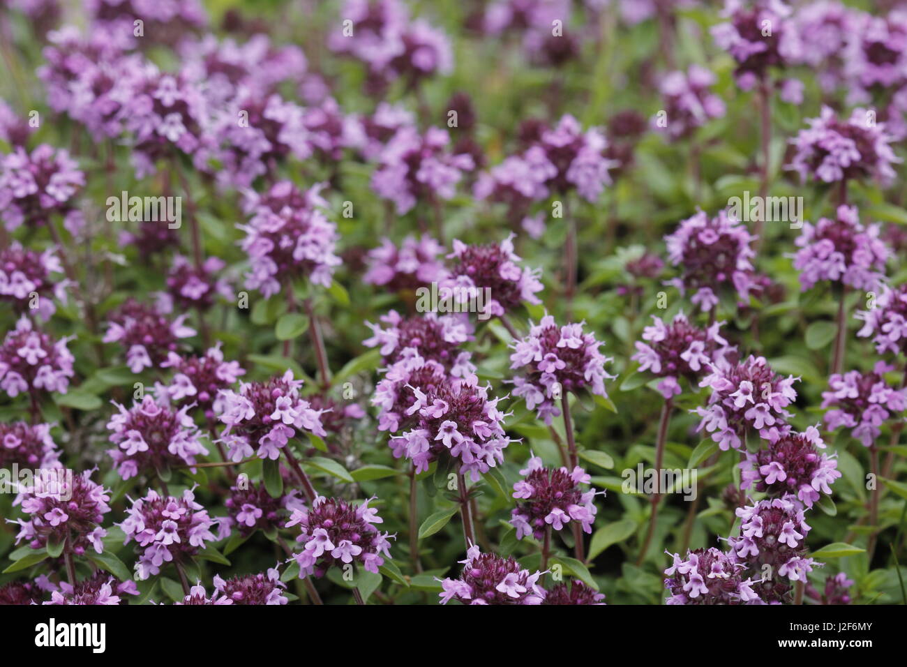Close-up di boschi di latifoglie timo Foto Stock