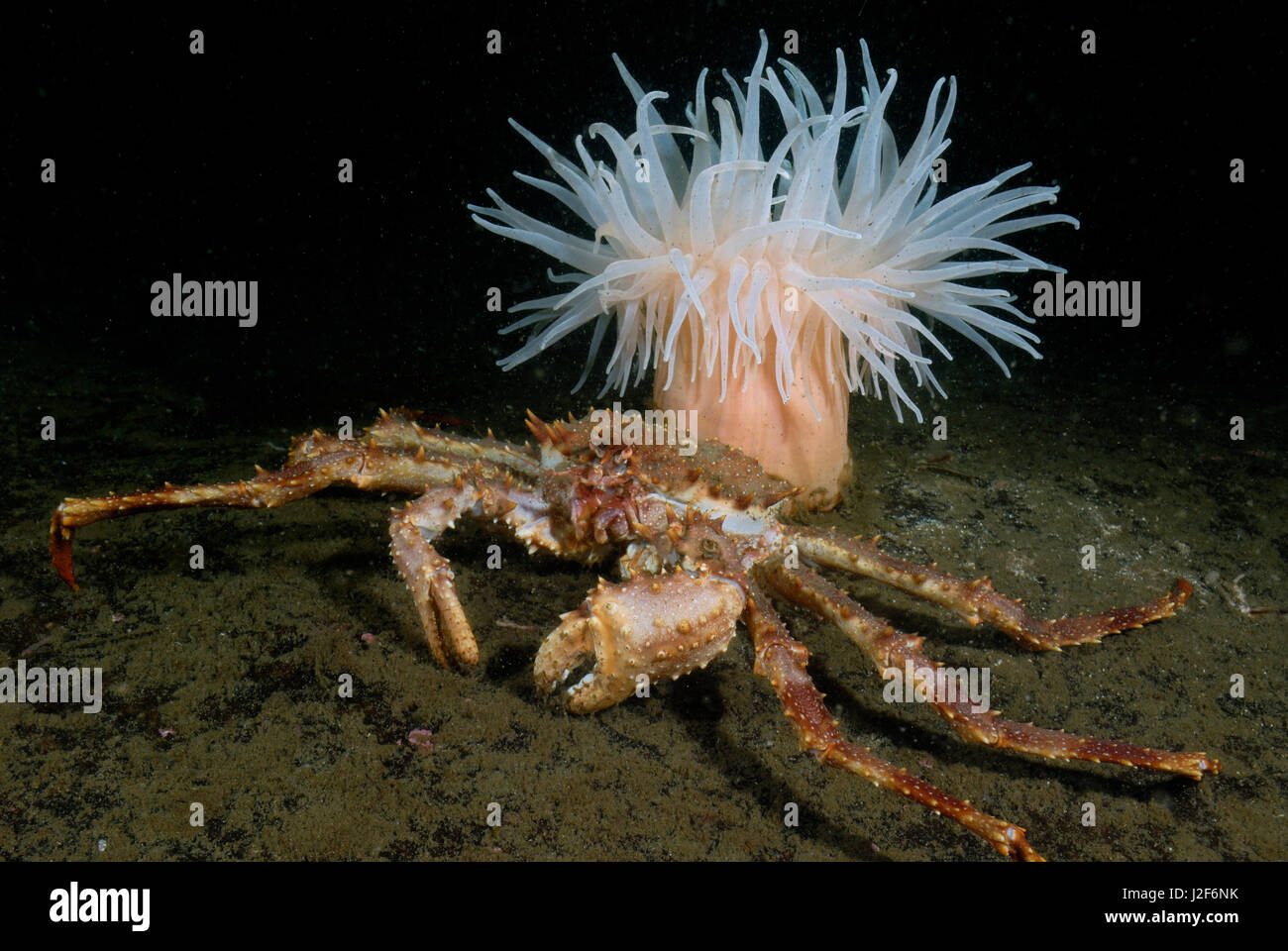 Stonekrab settentrionale che cercano protezione sotto Bolocera tuediae anemone marittimo Foto Stock
