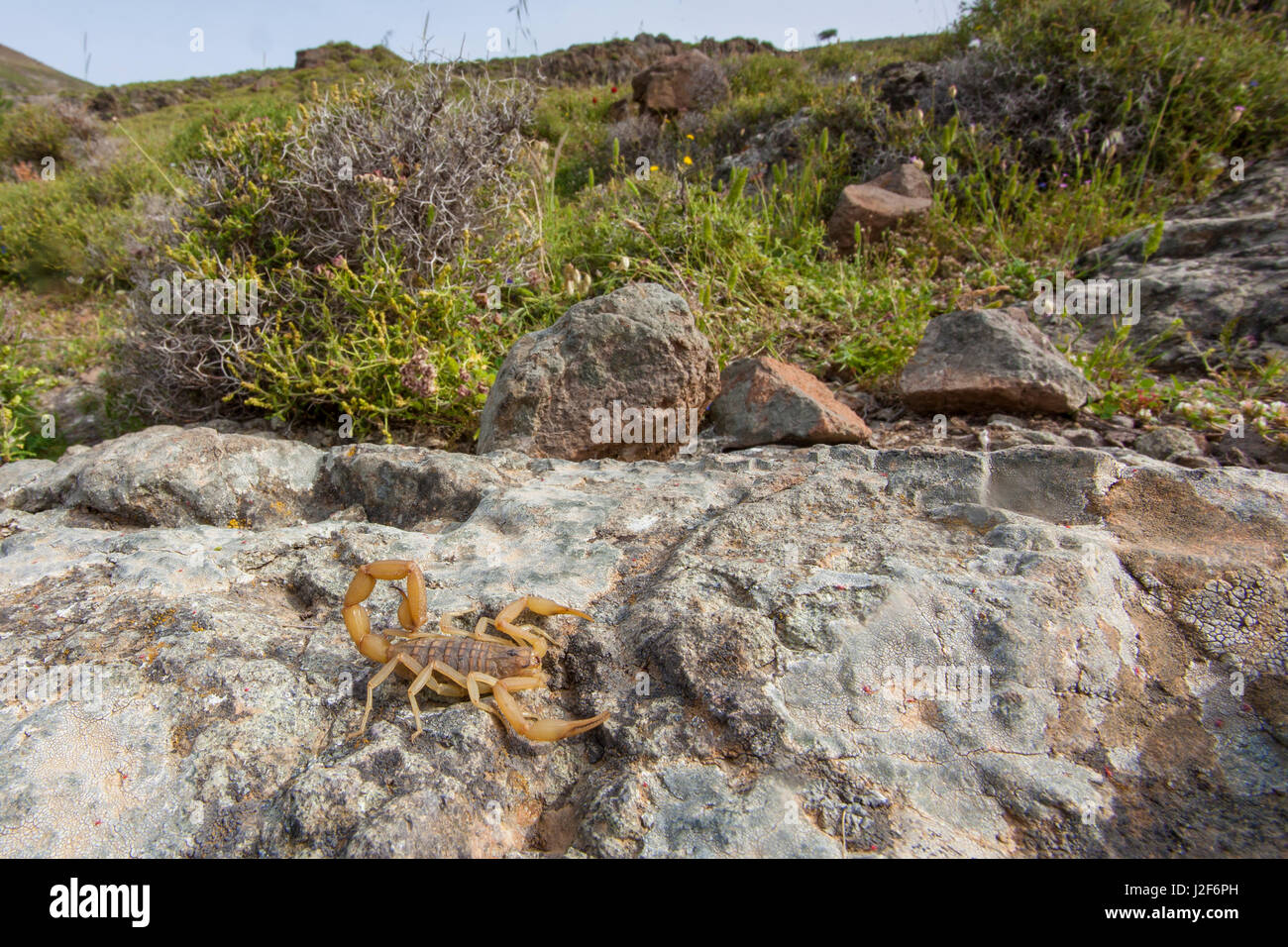 Scorpion sull'isola di Lesbo, Grecia Foto Stock