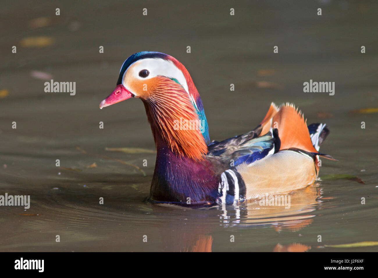 Nuoto maschi di anatra mandarina Foto Stock