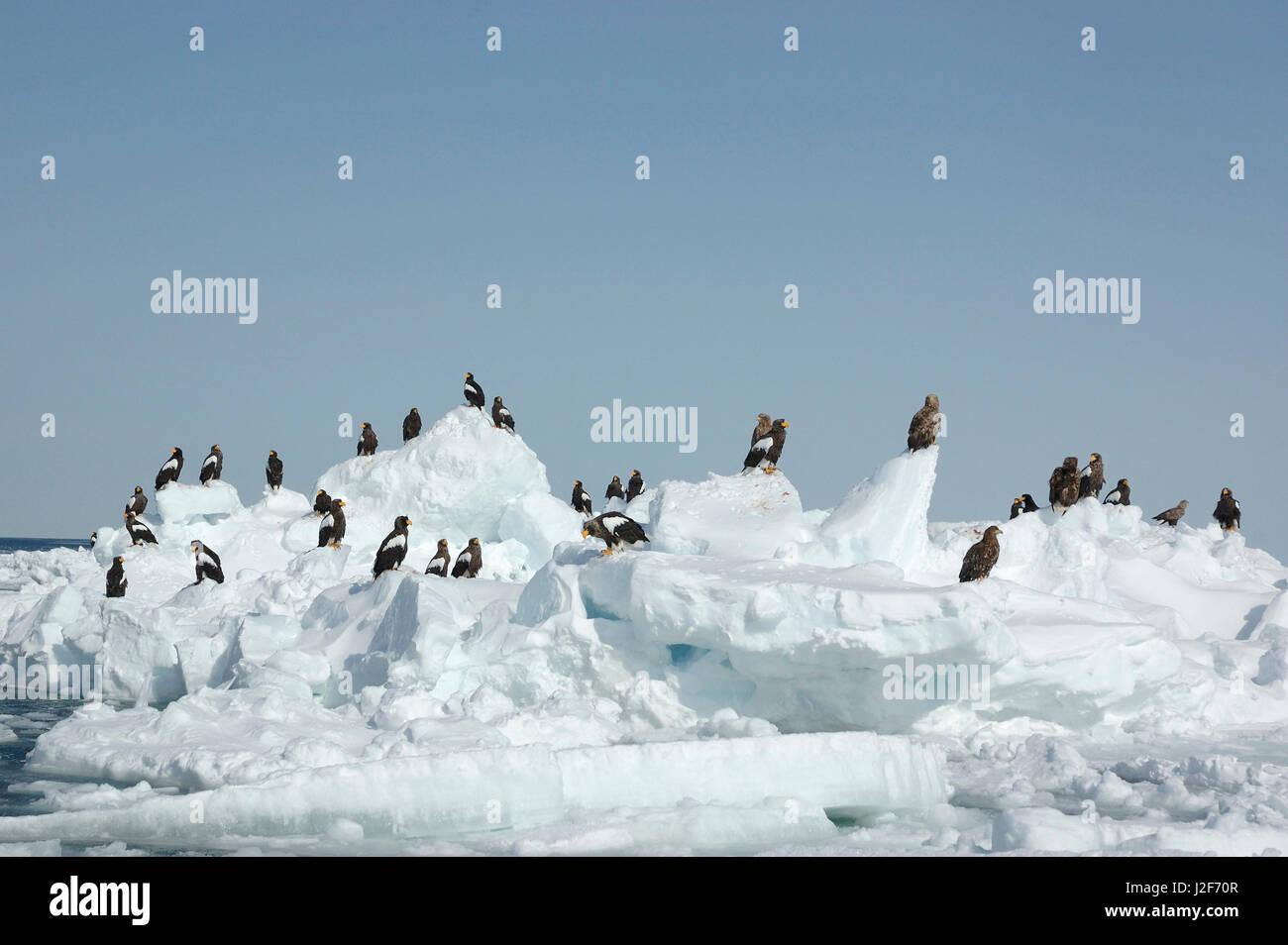 Grande gregge di Steller di aquile di mare sulla banchisa Foto Stock Grande gregge di Steller di aquile di mare sulla banchisa Foto Stock