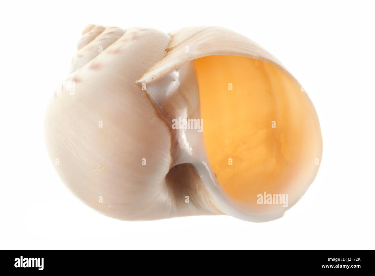 Grandi collana shell isolata contro uno sfondo bianco Foto Stock