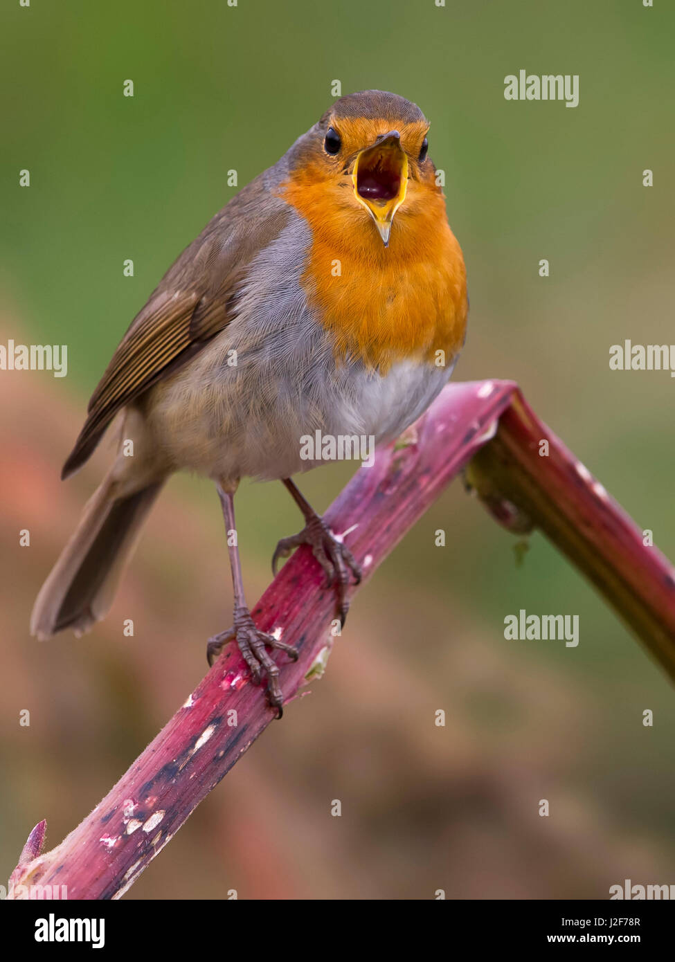 Unione Robin (Eritachus rubecula) Foto Stock Unione Robin (Eritachus rubecula) Foto Stock