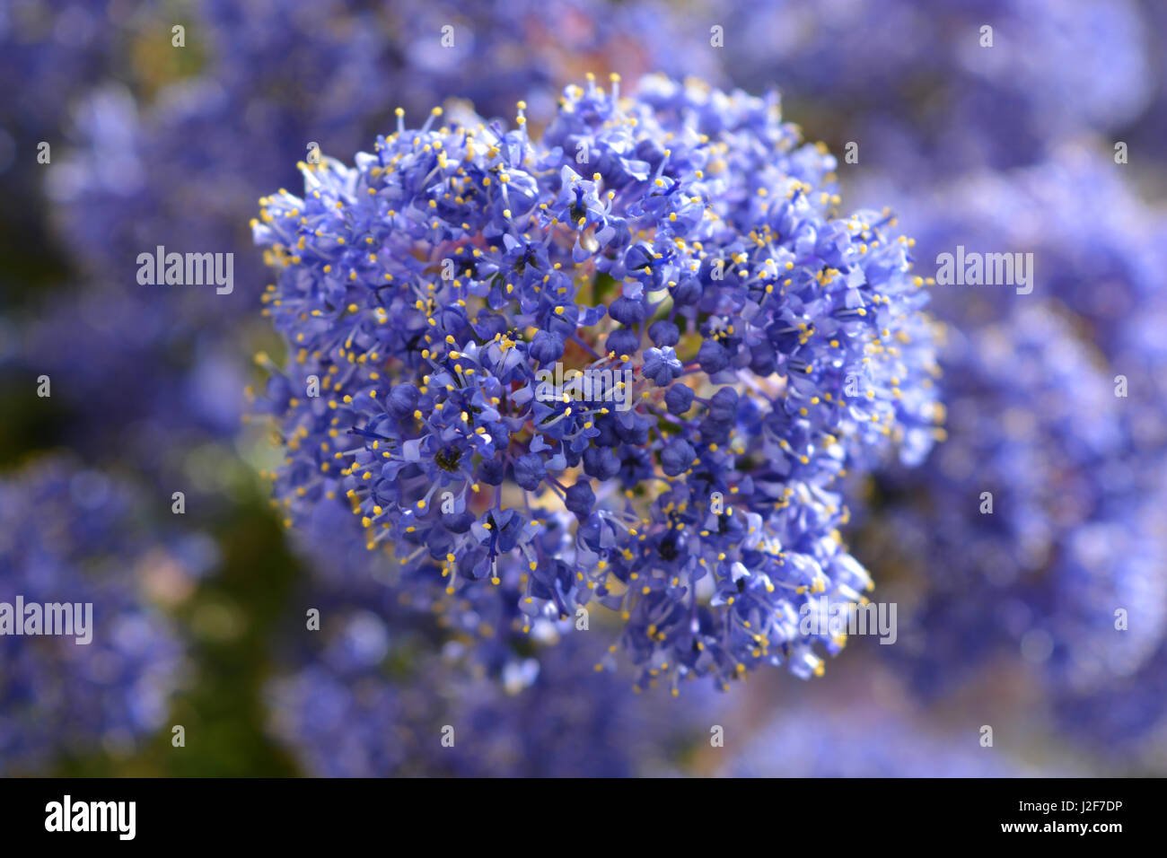 Ceanothus in fiore in primavera. Foto Stock