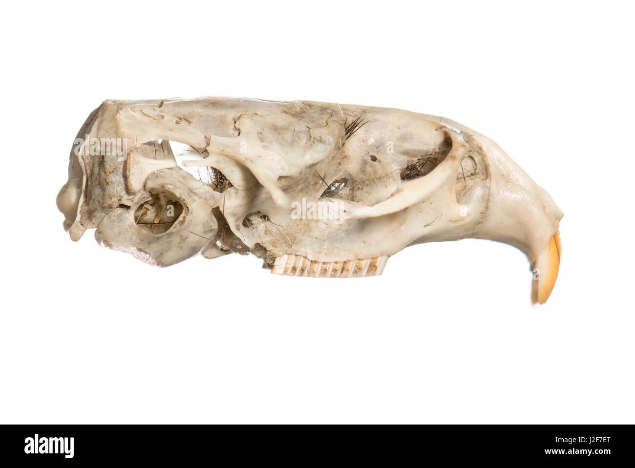 Cranio di comune vole in vista laterale Foto Stock