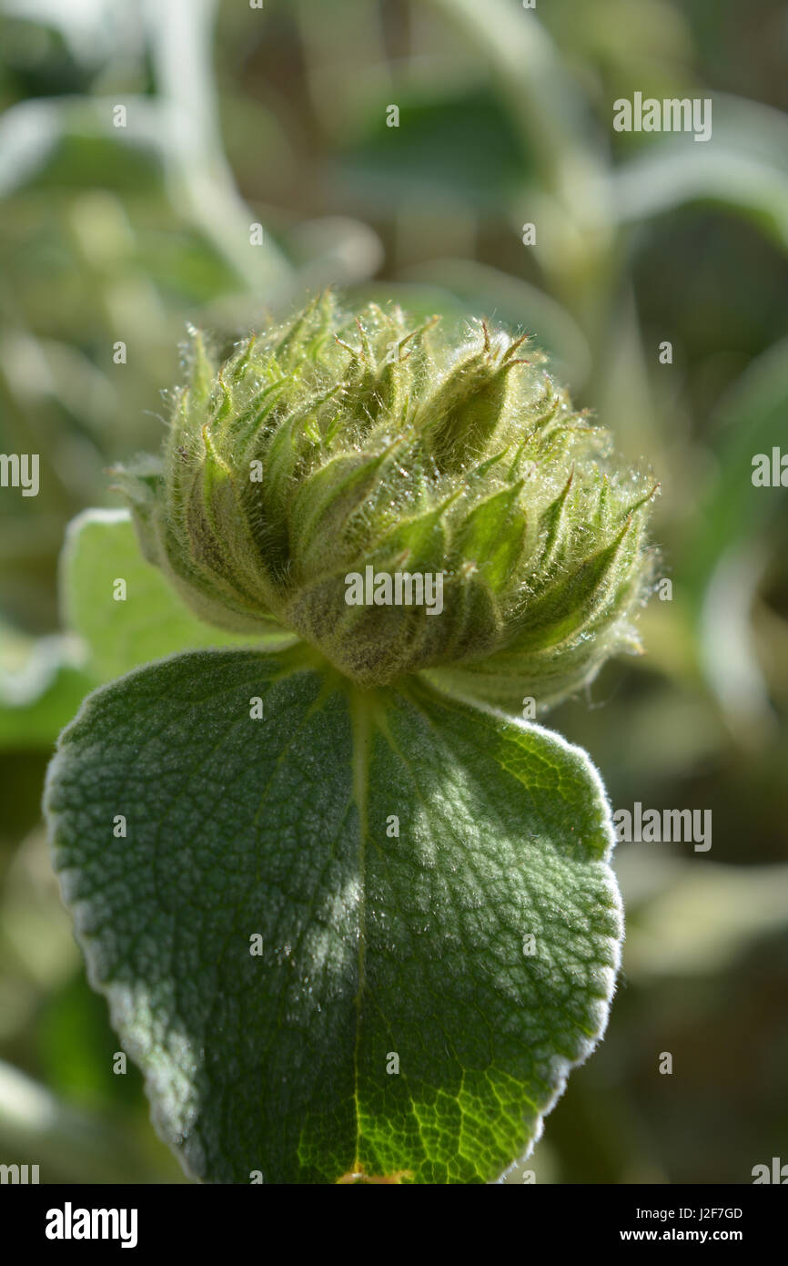 Bagno turco salvia, Phlomis russeliana Foto Stock