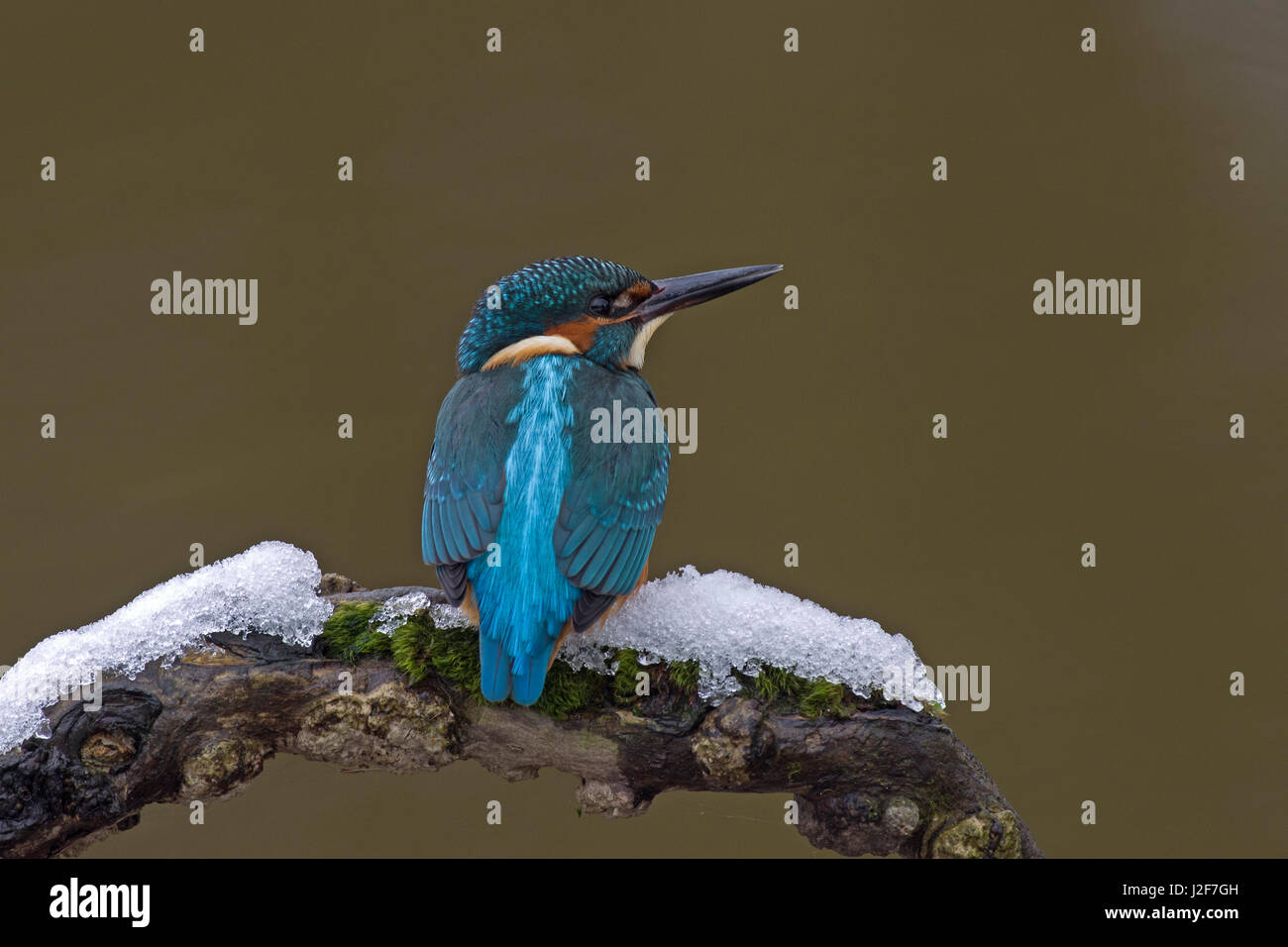 Un Europeo kingfisher su un ramo coperti di neve Foto Stock