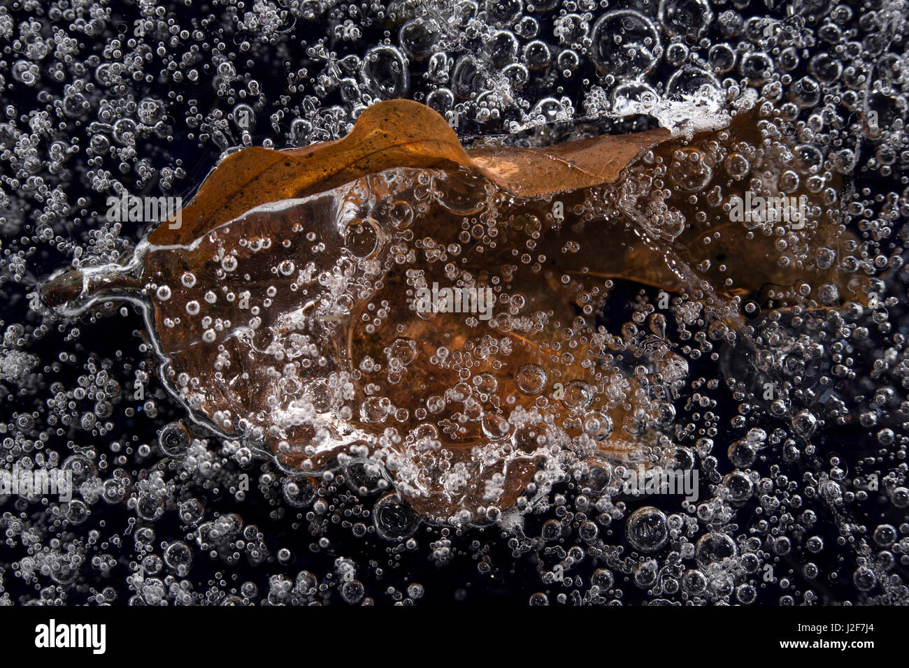 Una foglia di un albero è congelata nel ghiaccio Foto Stock