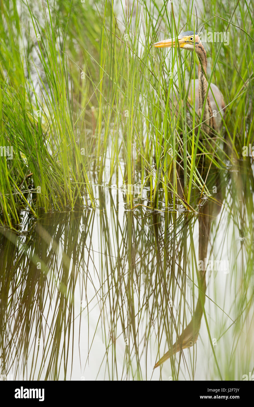 Airone rosso nella vegetazione con riflesso nell'acqua Foto Stock