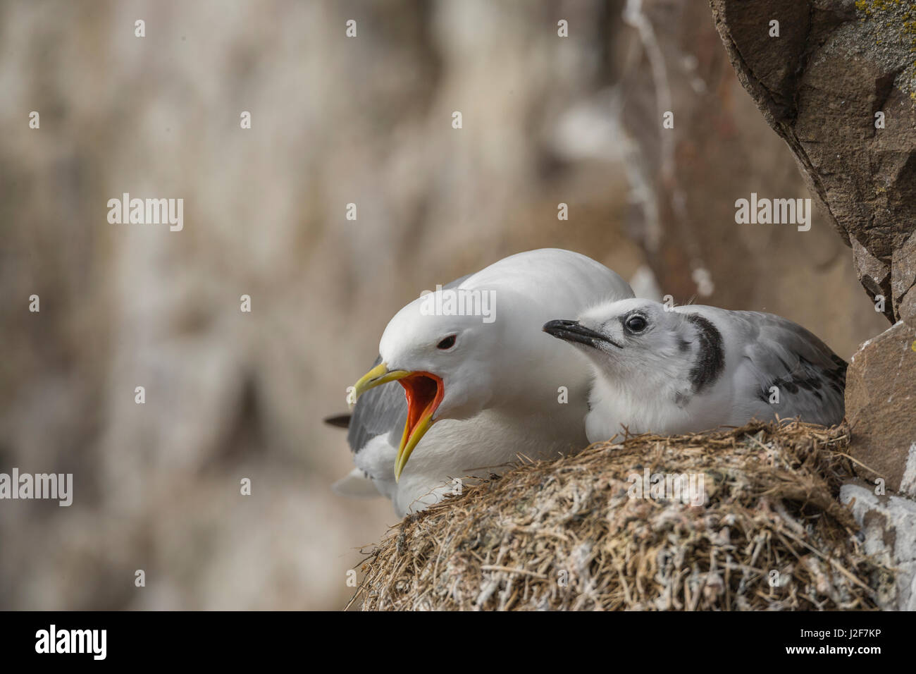Kittiwake sul nido con pulcino urlando contro i concorrenti Foto Stock