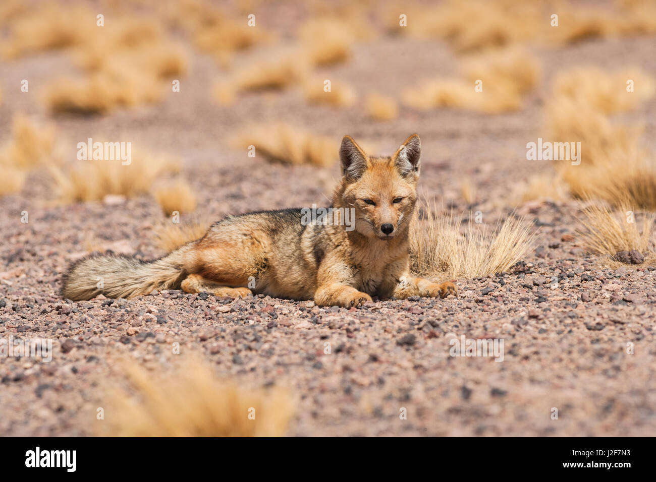Fox andina di prendere un periodo di riposo Foto Stock
