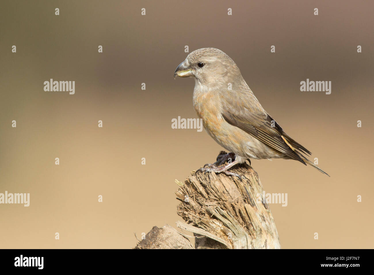 Immaturo Parrot Crossbill arroccato su legno morto Foto Stock