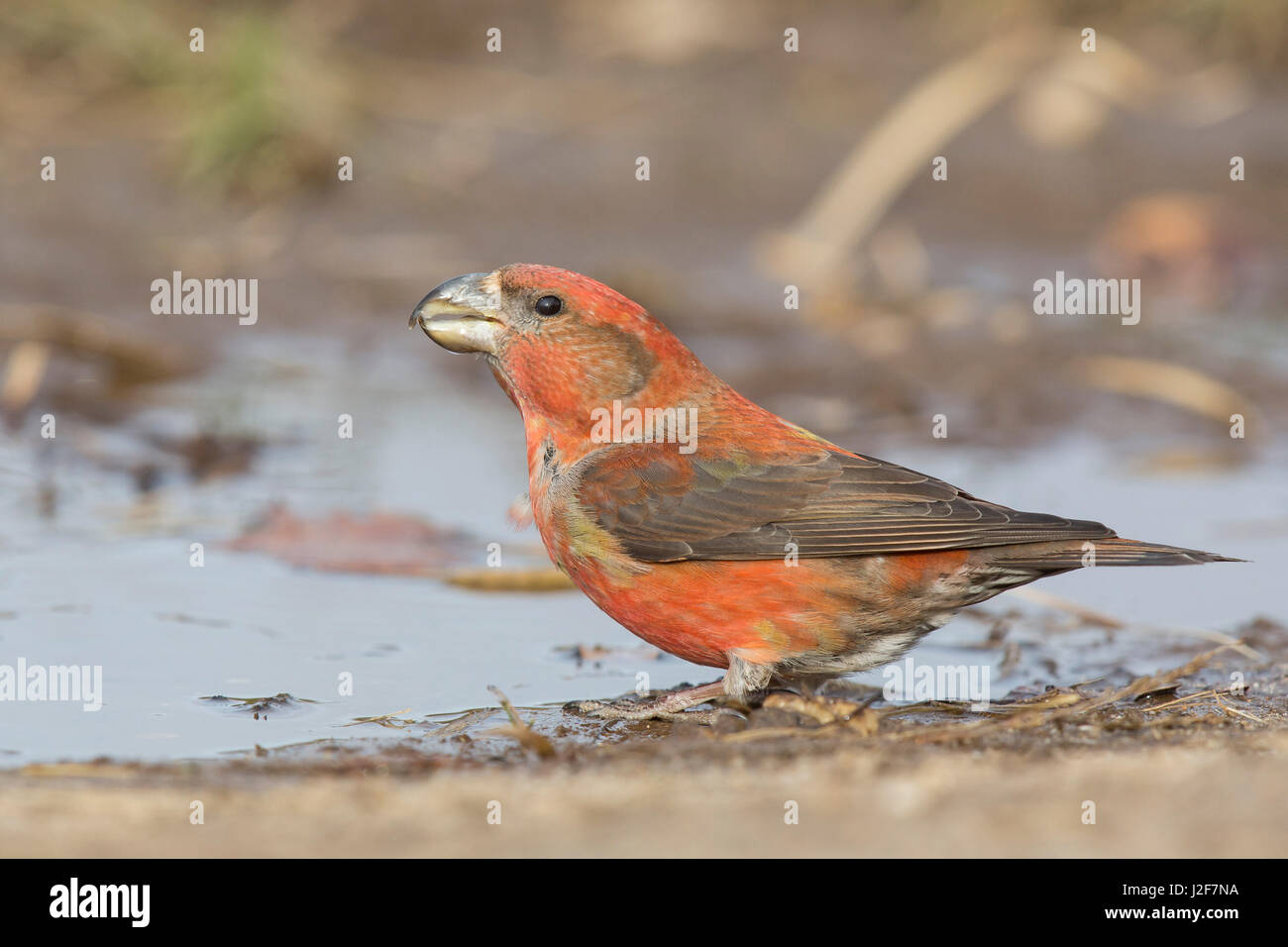 Maschio adulto Parrot Crossbill bere da un pool Foto Stock