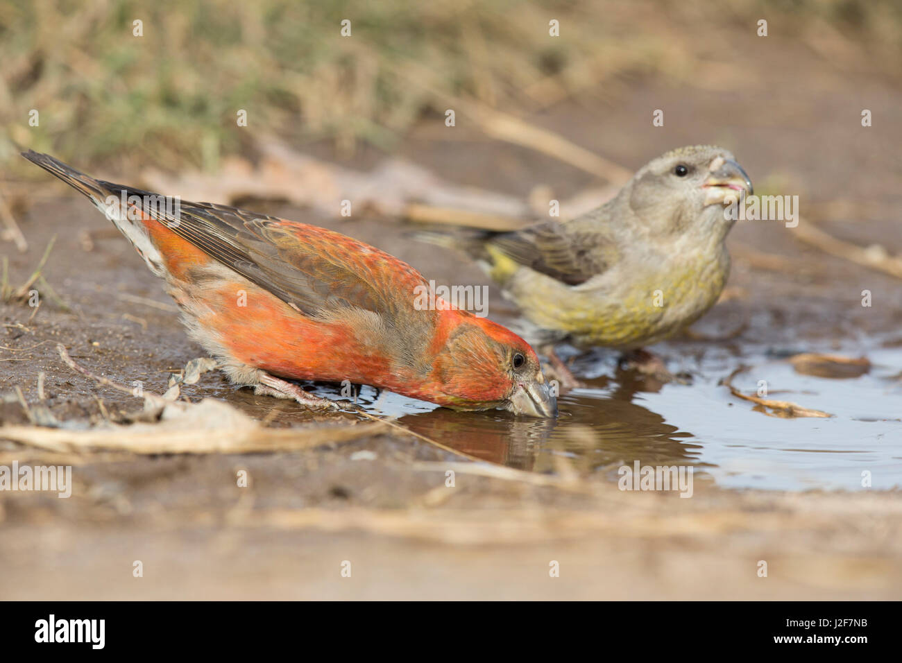 Maschio e femmina Parrot Crossbill bere in un stagno Foto Stock