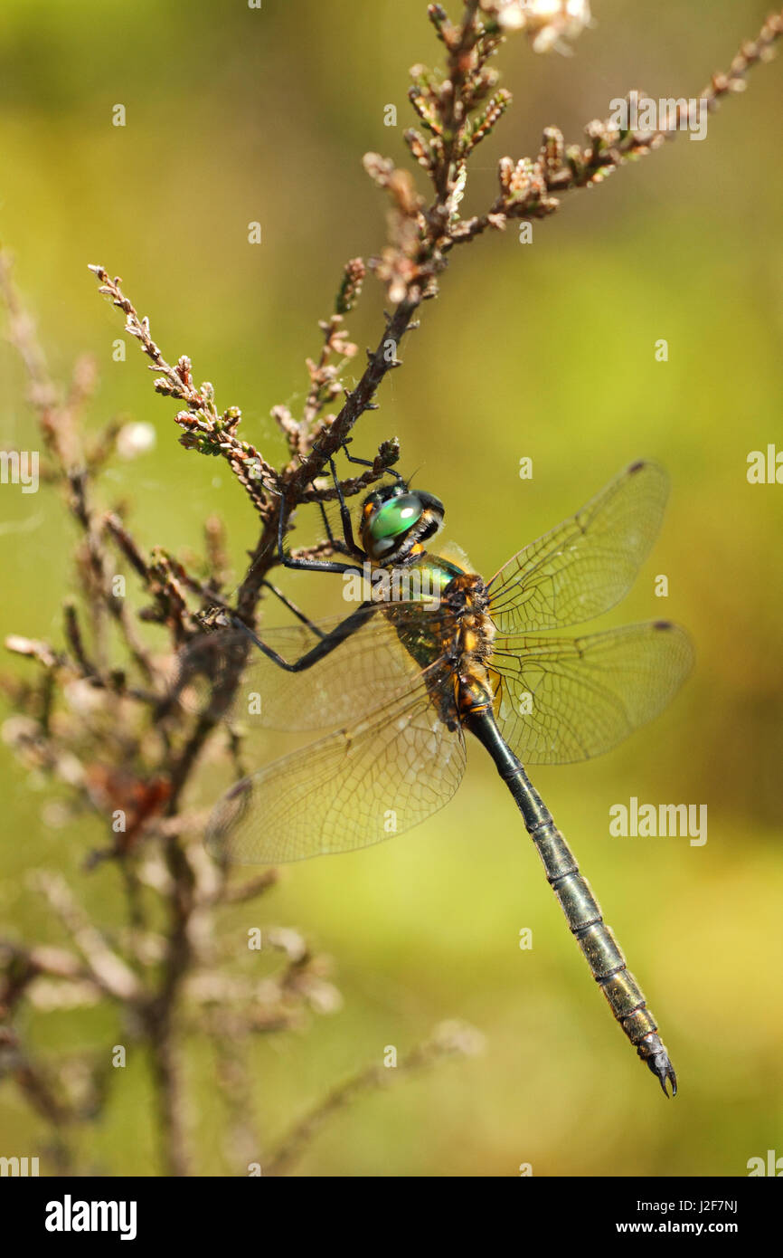 Northern emerald su heather Foto Stock