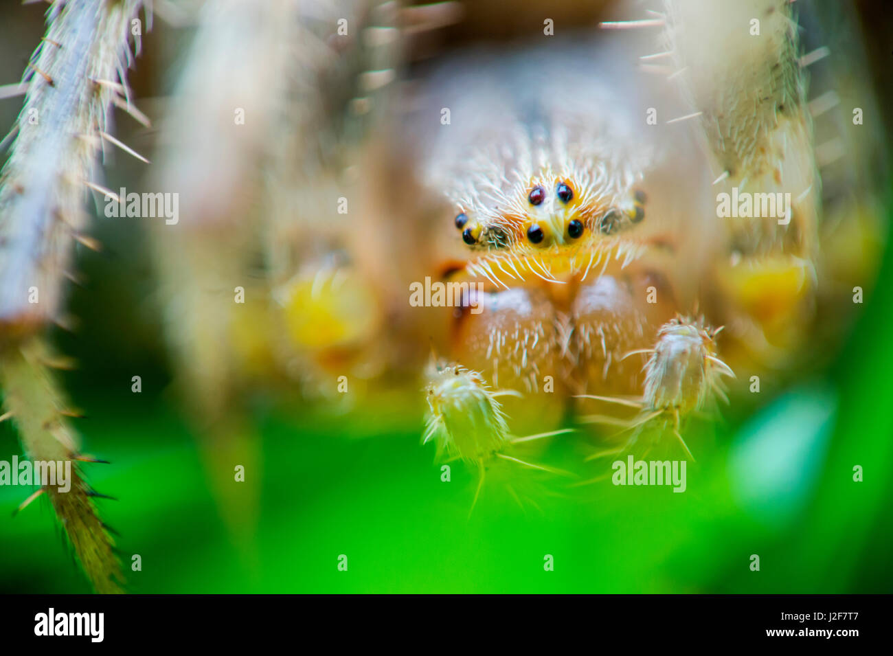 Quattro spot orb-weaver Foto Stock