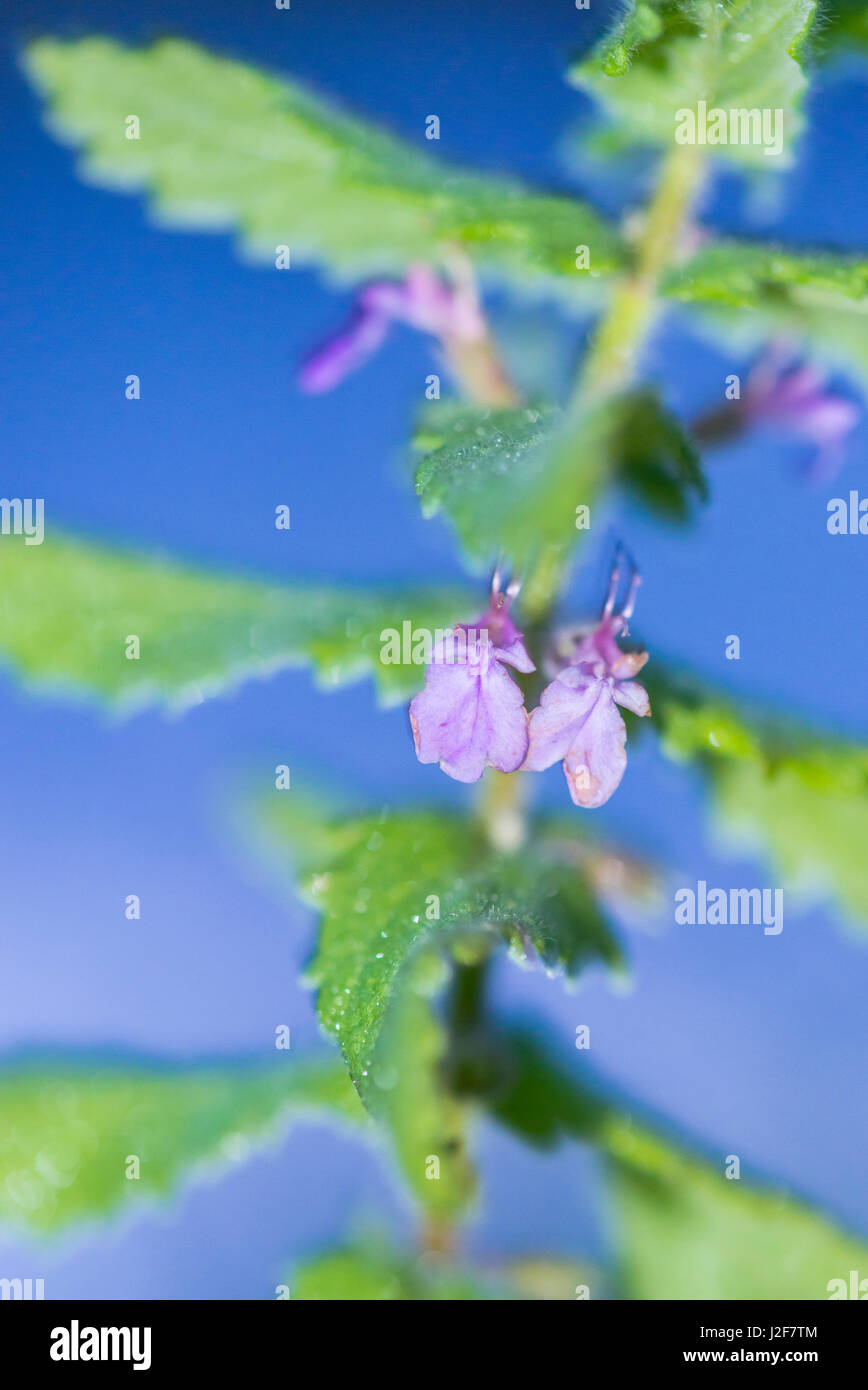 Fioritura Germander acqua una delle specie rare presenti in siti sparsi in Europa Foto Stock