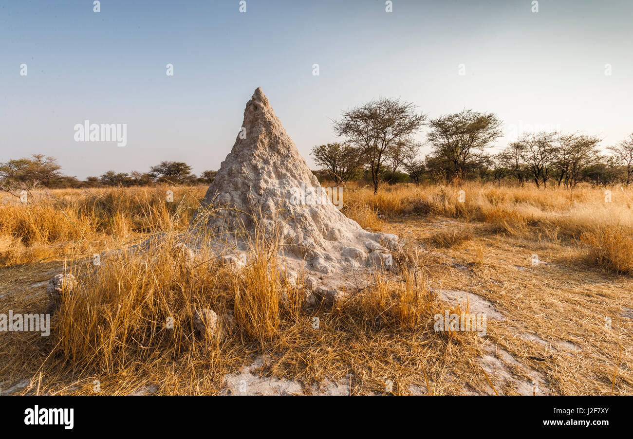 Termite hill su una savana secca nel nord-ovest della Namibia Foto Stock