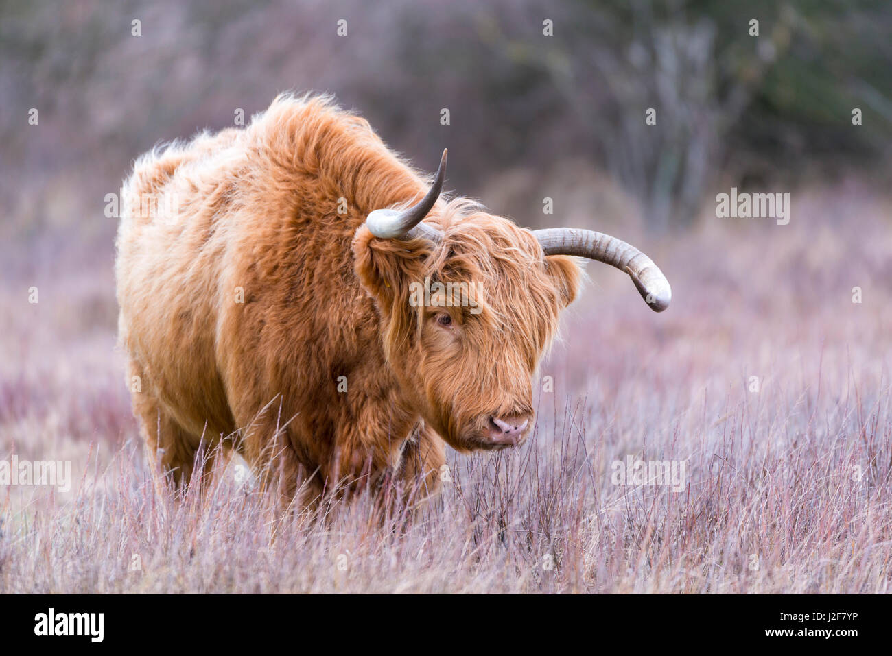 Highland bull in dune erbose durante il periodo invernale Foto Stock