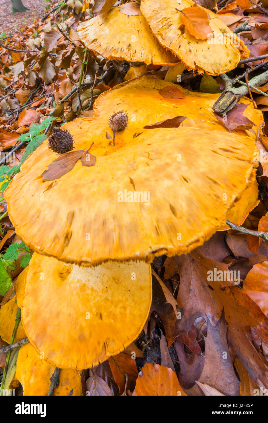 Golden Bootleg di funghi in una foresta di autunno Foto Stock