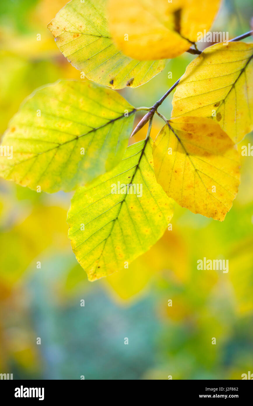 Il faggio le foglie in autunno Foto Stock