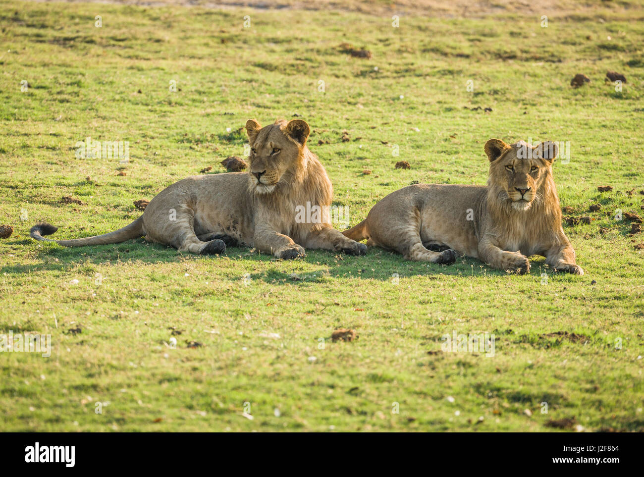 Due bambini maschi i Lions sono appoggiati in erba al mattino presto sun Foto Stock