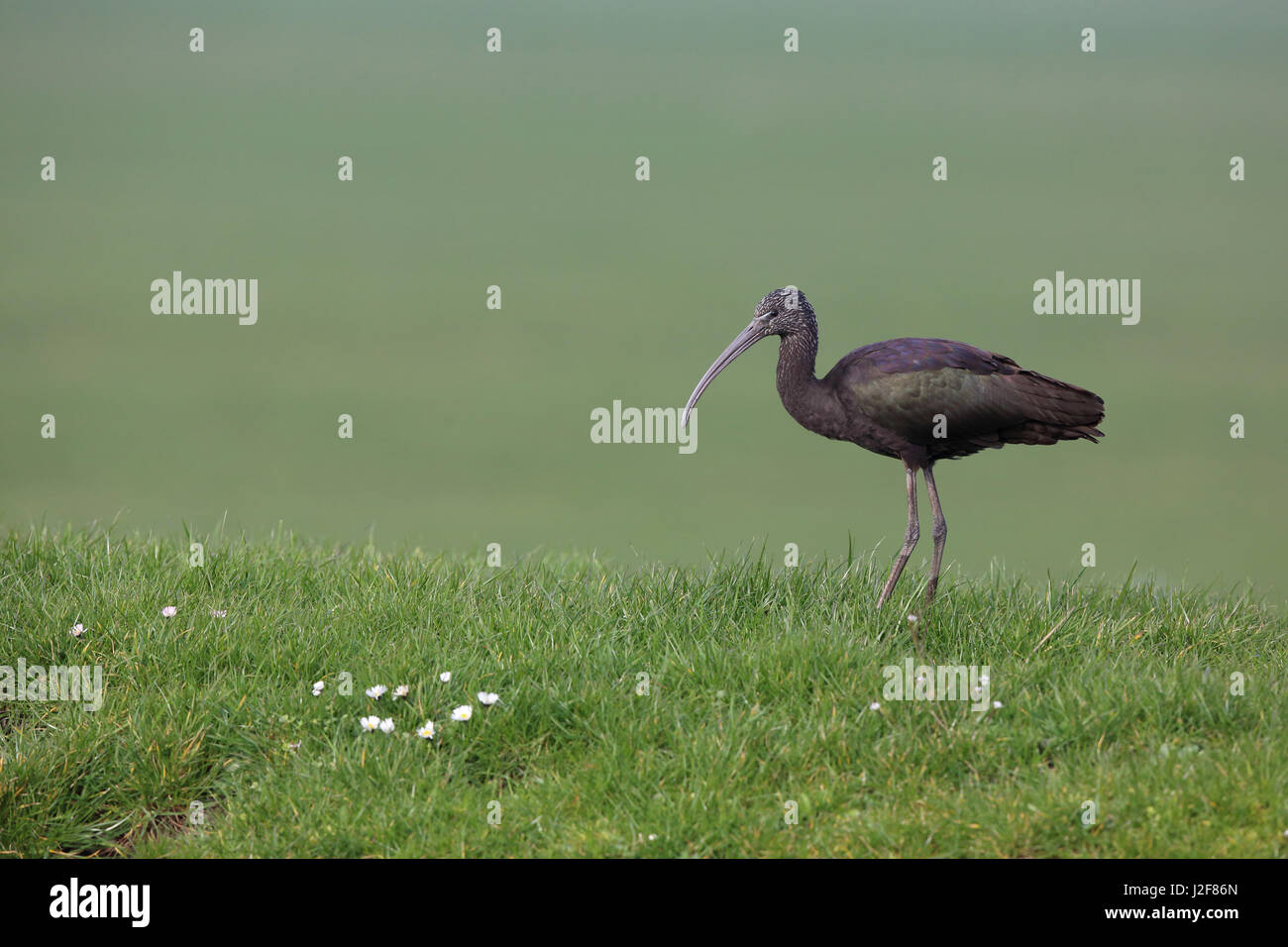 Ibis lucido in un prato Foto Stock