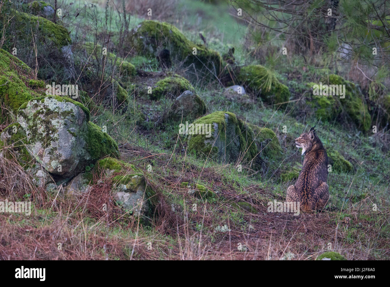 Lince iberica (Lynx pardinus) nel suo habitat. Foto Stock