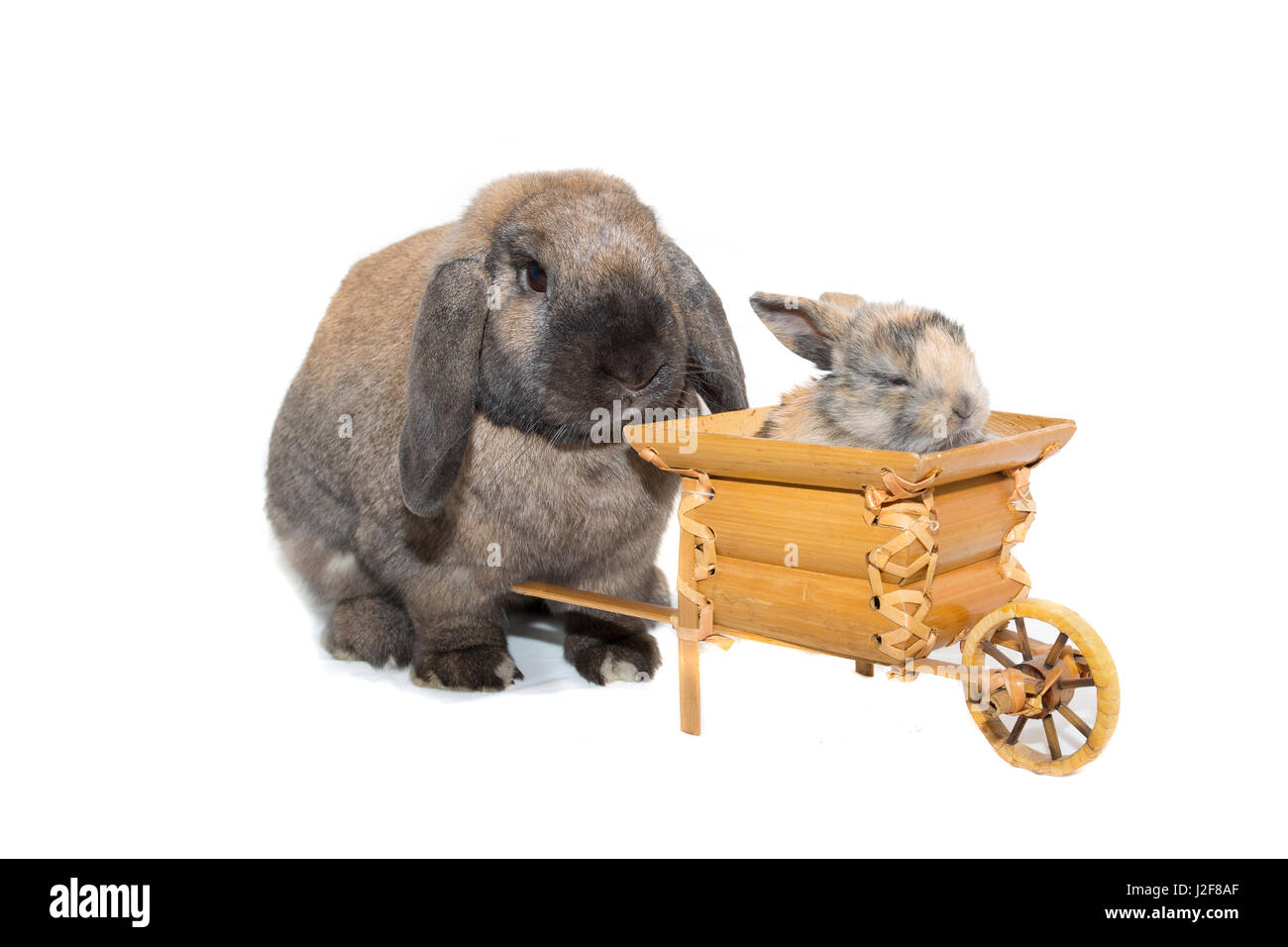 Due coniglietti con una carriola Foto Stock