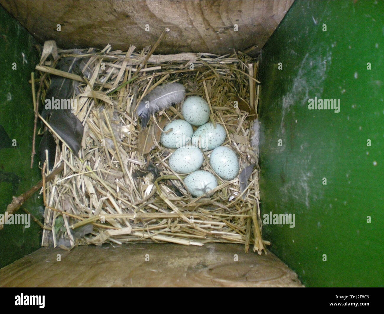 Uova di un comune starling in un Nestbox Foto Stock