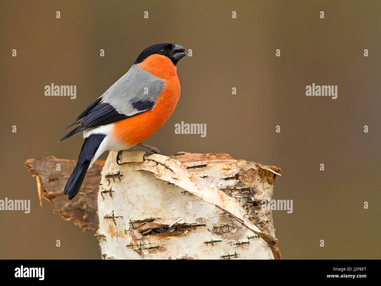 Ciuffolotto maschio Foto Stock